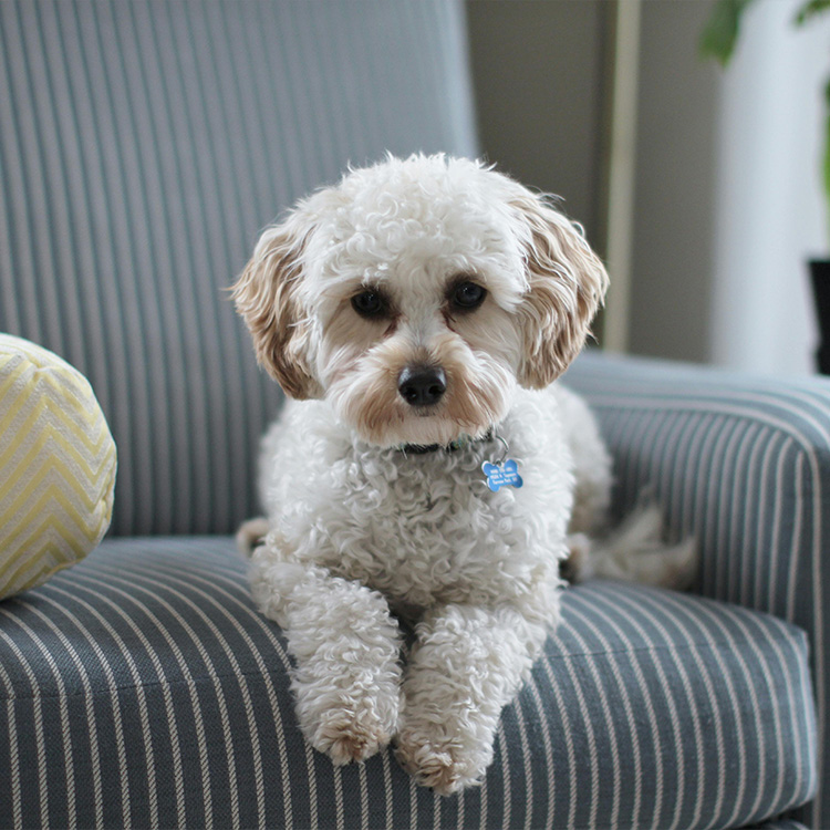 wynajem mieszkania z psem